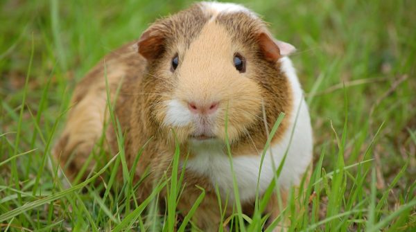 guinea-pig